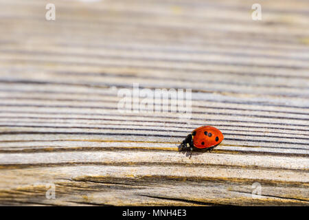 Mallorca, vista laterale di tiny red ladybug con punti neri sulla terra in legno Foto Stock