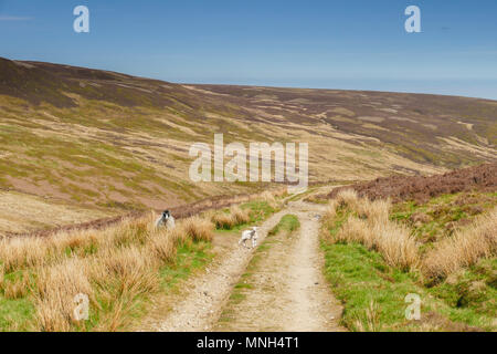 Pecora e agnello su Hornby road. La strada utilizzata per portare le streghe di Pendle hill alla corte a Lancaster in 1614 Foto Stock