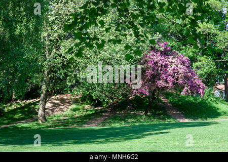 Northampton. Meteo, U.K. Il 17 maggio 2018. Meteo. Una nuvola di cremisi Albero di biancospino, Crataegus Laevigata punicea in piena fioritura su un soleggiato e luminoso mattina a Abington Park, Credito: Keith J Smith./Alamy Live News Foto Stock