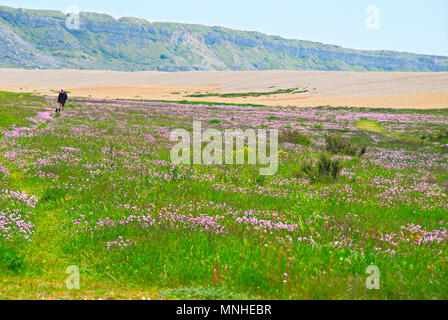 Portland. Il 17 maggio 2018. Le persone amano le passeggiate tra il mare la parsimonia ('Armeria Maritima ) crescente lungo Chesil Beach, Portland Credit: stuart fretwell/Alamy Live News Foto Stock