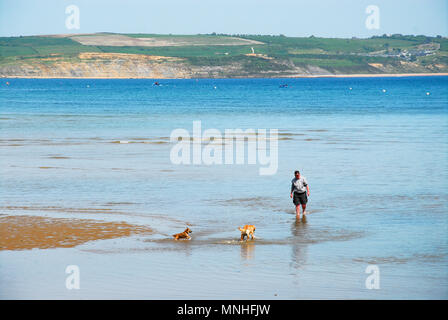 Weymouth.17 maggio 2018. Un uomo esercita i suoi cani in mare con la bassa marea nella Baia di Weymouth Credito: stuart fretwell/Alamy Live News Foto Stock