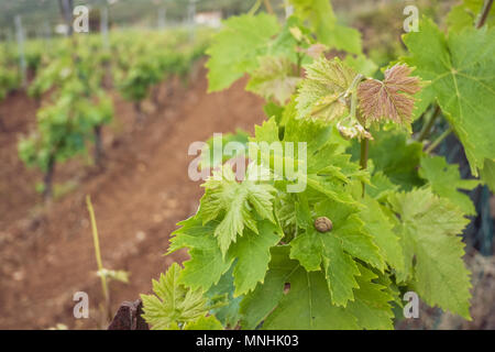 Vigneto. Close-up di foglie di vite. La coltivazione della vite. Sicilia, Italia Foto Stock