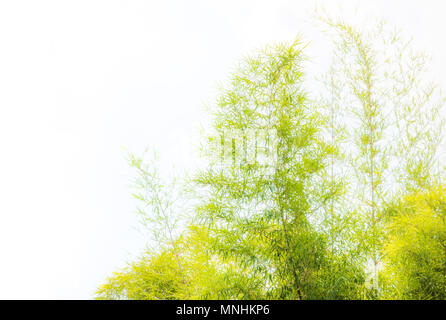 Splendidi e verdi palme alla splendida shiny sfondo bianco. Foto Stock