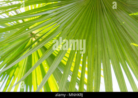 Splendidi e verdi palme alla splendida shiny sfondo bianco. Foto Stock