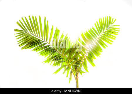 Splendidi e verdi palme alla splendida shiny sfondo bianco. Foto Stock