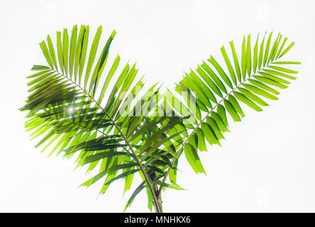 Splendidi e verdi palme alla splendida shiny sfondo bianco. Foto Stock