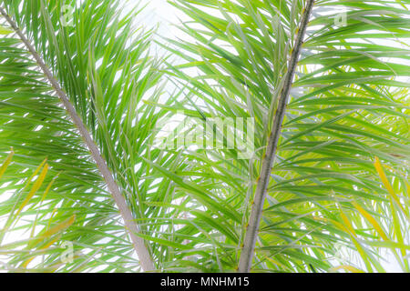 Splendidi e verdi palme alla splendida shiny sfondo bianco. Foto Stock