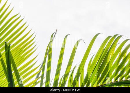 Splendidi e verdi palme alla splendida shiny sfondo bianco. Foto Stock