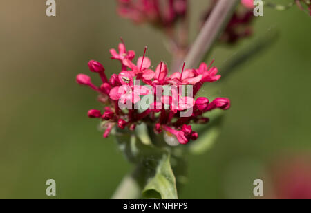 Rosso di fiori di valeriana - Centranthus ruber Foto Stock