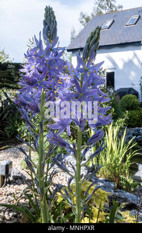 Camassia electra, un alto blu fioritura delle piante, in un giardino di Devon. Foto Stock