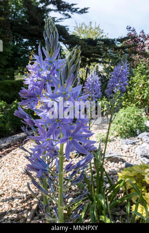 Camassia electra, un alto blu fioritura delle piante, in un giardino di Devon. Foto Stock