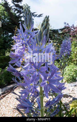 Camassia electra, un alto blu fioritura delle piante, in un giardino di Devon. Foto Stock