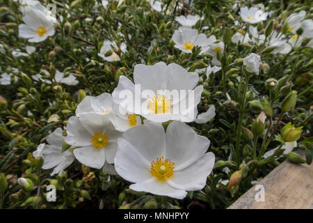 Sahuc Rock Rose, halimiocistus sahucii, cresciuto come la copertura del terreno in un giardino Devon. Foto Stock