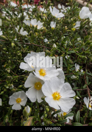 Sahuc Rock Rose, halimiocistus sahucii, cresciuto come la copertura del terreno in un giardino Devon. Foto Stock