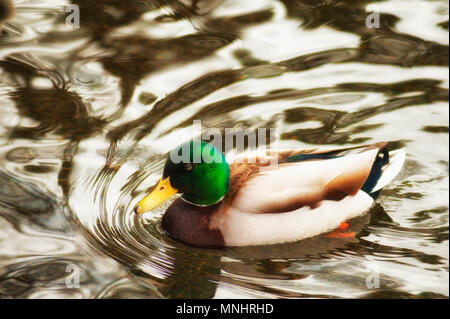 Un maschio di Mallard duck un membro del dedicarmi famiglia anatra nuota in uno stagno. Foto Stock