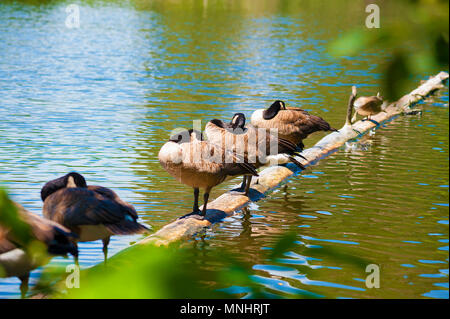 Un raggruppamento di Oche del Canada di raccogliere su un log che è caduto in una pozza, dormire mentre in piedi. Foto Stock