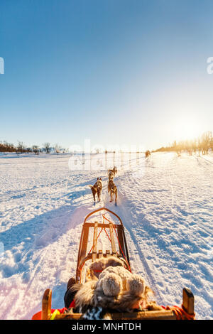Cani Husky sono tirando la slitta con famiglia sulla soleggiata giornata invernale nel nord della Norvegia Foto Stock