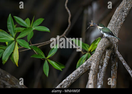 Amazon Kingfisher - Chloroceryle amazona, bel verde e bianco kingfisher dal Nuovo Mondo acque fresche, Costa Rica. Foto Stock