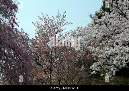 La fioritura dei ciliegi (Sakura) in piena fioritura in Ryoan-ji il giardino, Kyoto, Giappone Foto Stock