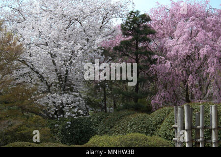 La fioritura dei ciliegi (Sakura) in piena fioritura in Ryoan-ji il giardino, Kyoto, Giappone Foto Stock