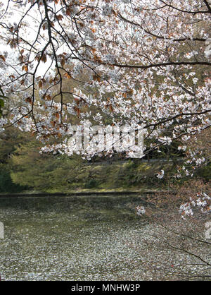 Fiori di Ciliegio in piena fioritura e riflessa in stagno Kyoyochi a Ryoan-Ji durante il Cherry Blossom/sakura stagione, Kyoto, Giappone Foto Stock