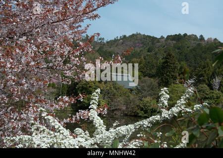 Fiori di Ciliegio in piena fioritura e riflessa in stagno Kyoyochi a Ryoan-Ji durante il Cherry Blossom/sakura stagione, Kyoto, Giappone Foto Stock