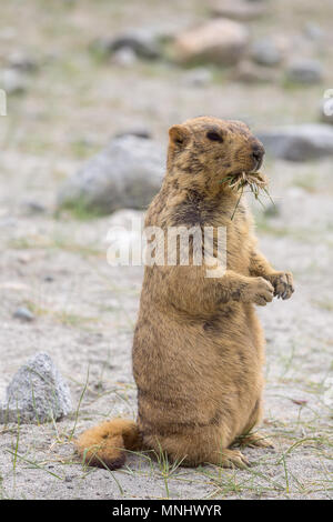 Carino marrone marmotta himalayana vicino lago Pangong, Ladakh, India Foto Stock