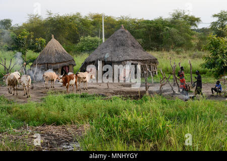 Etiopia, Gambela, regione Itang, villaggio di etnia Nuer, mucche / AETHIOPIEN, Gambela, Regione Itang, Ethnie NUER, Dorf, Rinder Foto Stock