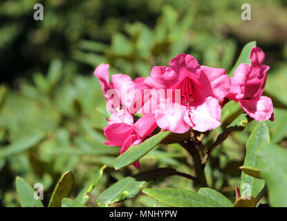 Close up di rododendro Rosa Blossom Foto Stock