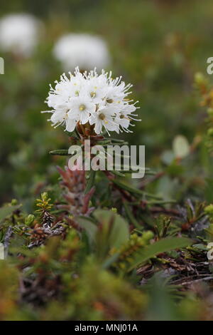 Vista laterale di Bog Labrador Tea fiore, rododendro groenlandicum, che si trova a nord di Arviat, Nunavut Foto Stock