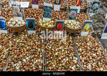 Migliaia di bulbi di tulipani in vendita al Bloemenmarkt Mercato dei fiori di Amsterdam, Paesi Bassi, l'Europa. Foto Stock