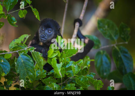 Panama fauna selvatica con una giovane scimmia urlata, Alouatta palliata, nella foresta pluviale del parco nazionale di Soberania, Repubblica di Panama. Foto Stock