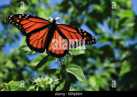 Maschio di farfalla monarca Foto Stock