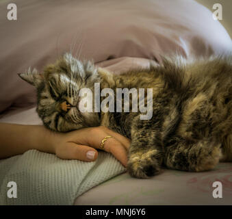 Un bellissimo persiano-gatto tricolore con incredibile pelliccia, dormendo e rilassante per una donna di mano con un bellissimo anello d'oro decorata da foglie, nel letto Foto Stock