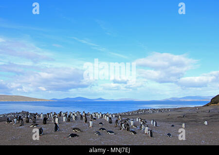 I pinguini di Gentoo, Pygoscelis papua, Saunders, Isole Falkland Foto Stock