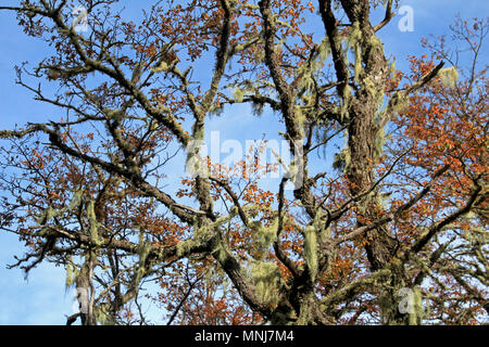 Barba licheni crescono sugli alberi, Cile Foto Stock