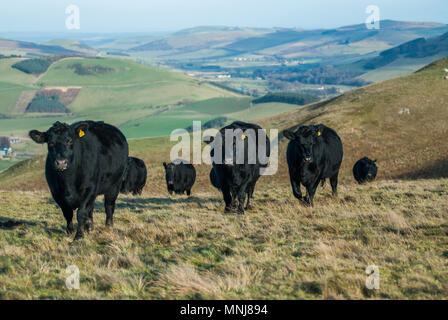 Aberdeen Angus vacche sulla frontiera scozzese con Inghilterra vicino a St Cuthbert's Way a lunga distanza sentiero. Foto Stock