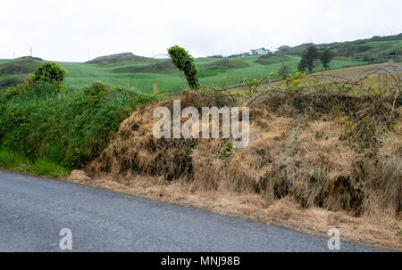 Erba stradale orlo che mostra gli effetti di irrorazione con una chimici non selettivi killer di erbacce o erbicida, tutto ciò che viene spruzzata è morto. Foto Stock