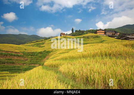 Il Longsheng terrazze di riso(Dragon's Backbone) noto anche come Longji terrazze di riso sono situati nella contea di Longsheng, circa 100 chilometri (62 mi) da G Foto Stock