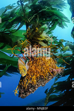 Kelp il pesce, Sebastes atrovirens, appollaiato su flottante di Holdfast kelp gigante, Macrocystis pyrifera, Anacapa Island, Isole del Canale, Isole del Canale Foto Stock