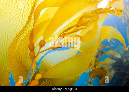 Kelp gigante, vescica gigante kelp, Macrocystis pyrifera, Anacapa Island, Isole del Canale, Channel Islands National Park, California, USA, Oceano Pacifico Foto Stock