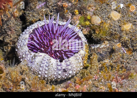 Viola ricci di mare, Strongylocentrotus purpuratus, che cercano rifugio nella più grande prova, Anacapa Island, Isole del Canale, il Parco Nazionale delle Channel Islands, Calif Foto Stock