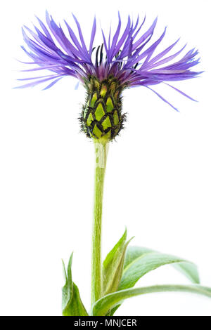 Unico thistle come flower su sfondo bianco Foto Stock