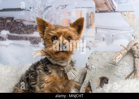 Yorkshire terrier seduto in scena invernale, ritratto Foto Stock