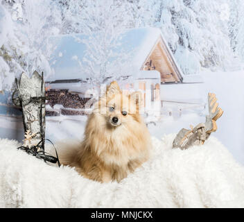 Pomerania seduta sul tappeto di pelliccia in scena invernale, ritratto Foto Stock