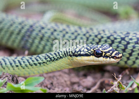 Molto bello Golden Tree Snake (Chrysopelea ornata) in Krabi Thailandia su un albero. Foto Stock