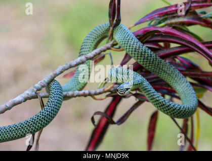 Molto bello Golden Tree Snake (Chrysopelea ornata) in Krabi Thailandia su un albero. Foto Stock