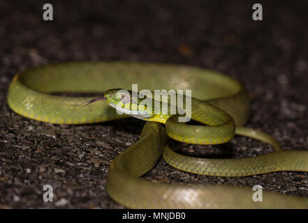 Gatto verde serpente (Boiga cyanea) Phuket Thailandia avvolto a spirale sulla strada di notte. Foto Stock
