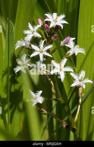 Hairy star come fiori del marginale laghetto acquatiche pianta, Menyanthes trifoliata, il bog bean Foto Stock