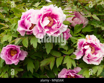 Enormi fiori di colore rosa del Moutan o albero Chiunese peonia, Paeonia suffructicosa Foto Stock